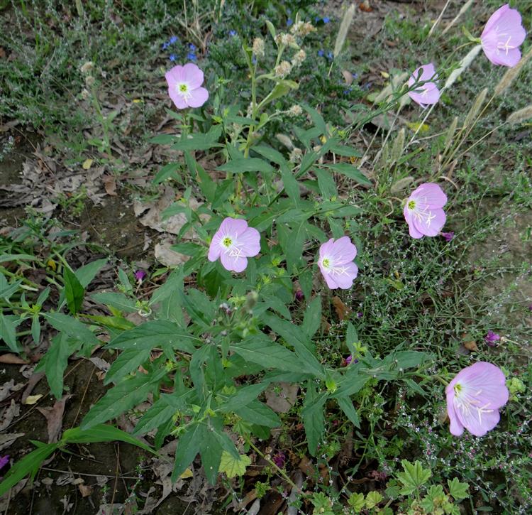 Oenothera speciosa